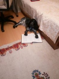 Не понимаю как можно собаку не любить? А что бы в песочнице говняшек не было, следить и убирать нужно!!! А не по телефону триндеть! Вышел с собакой гулять - гуляй С СОБАКОЙ!!!
С телефонами и так целыми днями....