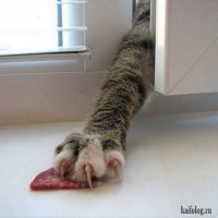 30 веселых фотографий с животными