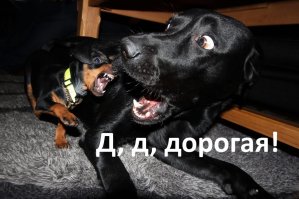 Отличная подборка. К каждому фото так и хочется сделать подпись. ))