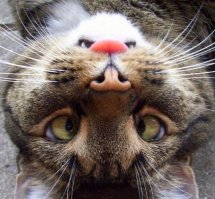 30 веселых фотографий с животными