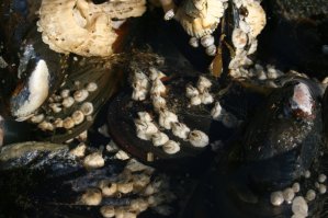 Поддерживаю идею насчет осуждения геноцида медуз. Помимо вышеперечисленных опасностей в Черном море можно еще неслабо так пострадать от крабов, особенно каменного, если конечно ему палец с дуру в клешню сунуть. А порезы в море чаще все же имеют место не от битого стекла, а от обрастаний мидий и балянусов, которыми можно вспороть кожу не хуже бритвы.