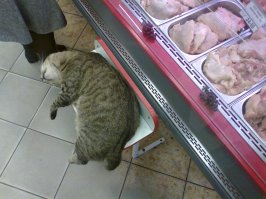 30 веселых фотографий с животными