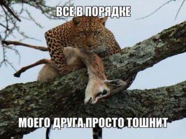 30 веселых фотографий с животными