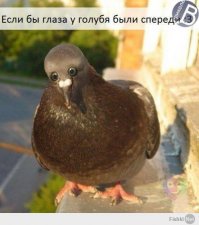 30 веселых фотографий с животными