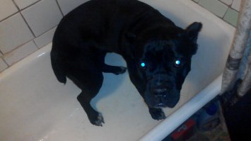 30 веселых фотографий с животными