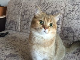 У меня такой же есть, даже лучше