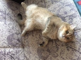 У меня такой же есть, даже лучше