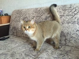 У меня такой же есть, даже лучше