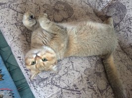 У меня такой же есть, даже лучше