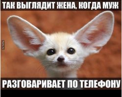 Уморительные реакции домашних питомцев на что-то новое