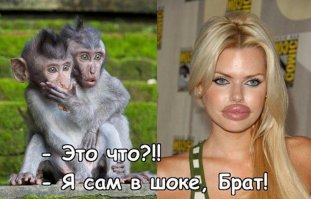 Уморительные реакции домашних питомцев на что-то новое