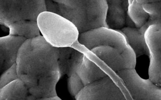 ЧЁ ВЫ ПАРИТЕСЬ ПОХОЖ НЕ ПОХОЖ ,ВОТ ДЕТСКОЕ  ФОТО ПОХОЖЕ НА ВСЕХ БЕЗ ИСКЛЮЧЕНИЯ...