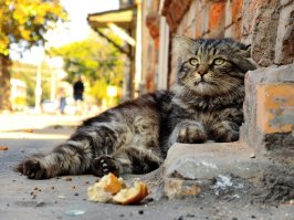 Самарский бродяга.