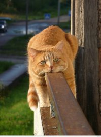 Поучитесь расслабляться у этих животных!