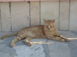 Греческие "бродяги"