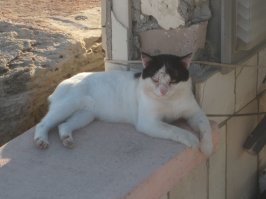 Греческие "бродяги"