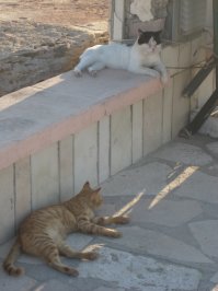 Греческие "бродяги"