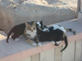 Греческие "бродяги"