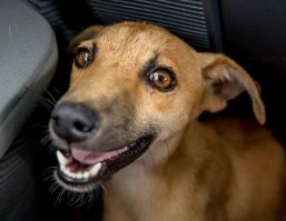 Блин, до чего фотогеничная собака, это просто улёт! Хочется распечатать в большом формате и повесить на стену  :)