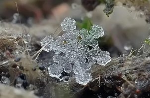 Этот фотограф 100 лет назад доказал, что не бывает двух одинаковых снежинок
