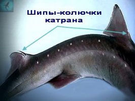 Как бы парадоксально это не выглядело:)