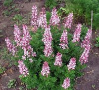 Ну и неопалимая купина или ясенец