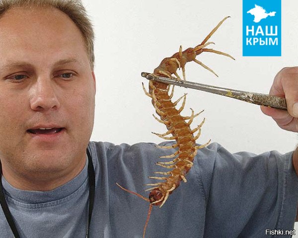 А я? А как же я? Про меня забыли? А веть я в тысячу раз приятне, чем всякие скорпионы, каракурты и гадюки, и такая домашняя.))
Разрешите представиться - Крымская сколопендра.

И попрошу меня не путать с мухоловкой (существом безопасным и даже полезным).