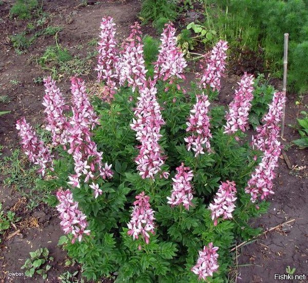 Ну и неопалимая купина или ясенец