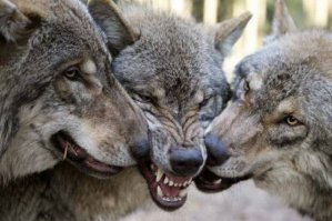 Большая подборка прикольных картинок