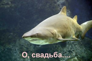 Свадьба посреди океана, прошедшая буквально по пояс в воде