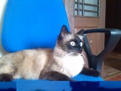 Мой кот, и трактор за окном.