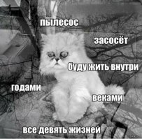 Уморительные реакции домашних питомцев на что-то новое