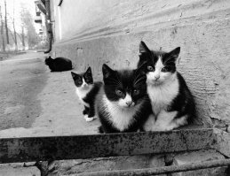 я человек простой, вижу пост про котиков - добавляю котиков...