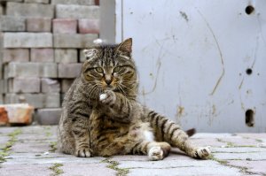 я человек простой, вижу пост про котиков - добавляю котиков...