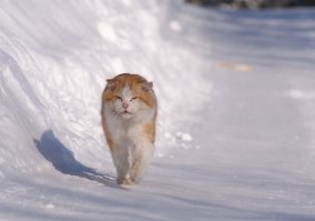 я человек простой, вижу пост про котиков - добавляю котиков...