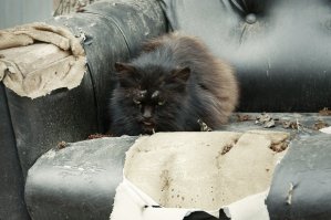 я человек простой, вижу пост про котиков - добавляю котиков...