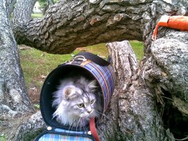 Гулять они меня вывезли... а я просил? Не хочу я гулять, поехали домой.