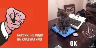 75 кошек породы мейн-кун, которые убедят вас, что ваша кошка совсем маленькая