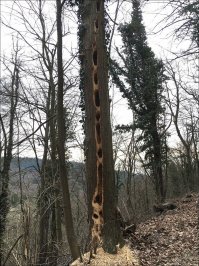 Дятел:"Шустрый червяк попался, только у самой земли догнал!"