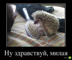 Поучитесь расслабляться у этих животных!