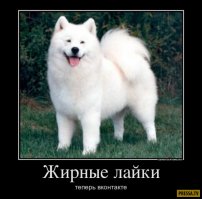 Поучитесь расслабляться у этих животных!