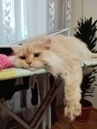 Поучитесь расслабляться у этих животных!