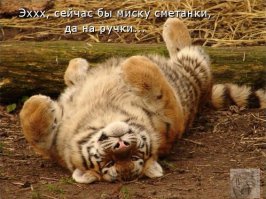 Поучитесь расслабляться у этих животных!