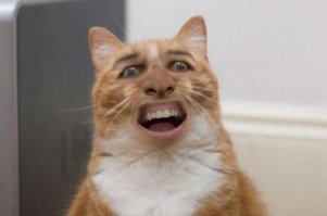 Что фотошоперы натворили с этими несчастными животными?