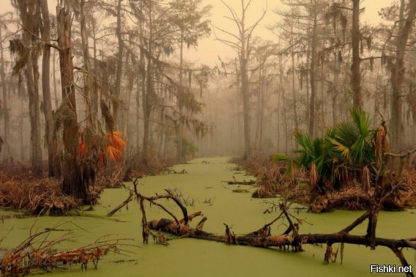 Болота Манчак в Луизиане:

Ночная прогулка на лодке по такому болоту - вот, что я называю "мечтой" = )