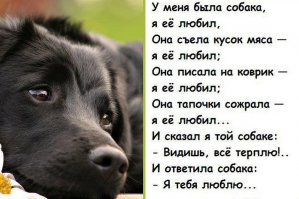 Эти фотографии доказывают, что чем больше собака - тем лучше