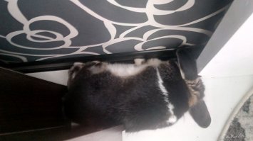 Зайки тоже знают толк в расслаблении)))