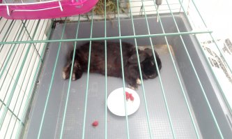 Зайки тоже знают толк в расслаблении)))