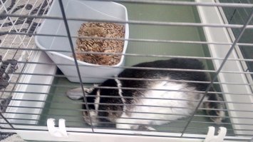 Зайки тоже знают толк в расслаблении)))