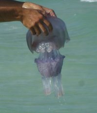 Медуз-корнеротов точь в точь как на картинке видел в Средиземном море (в Черном не встречал) - огромное их количество вытянулось вдоль берега на глубине 2,5-3 метра как длинный рукав диаметром около 1 метра. Вытаскивал несколько крупных таких медуз за купол - безо всяких ожогов, главное - щупальца не задеть.

Скатов-хвостоколов видел в Черном море, но не ловил. Во Вьетнаме ловил, нескольких удачно (за хвост), одного неудачно (попробовал поймать за морду) - ударил хвостом как скорпион. Рука болела часа четыре. Но боль полностью проходила, если держал руку под горячей водой (думаю, температура ингибировала действие ядовитых пептидов).

P.S.: содержу морской аквариум и террариум, про ядовитых рыб и зверюшек знаю, ловлю живность с полным осознанием возможных последствий.
А вот что действительно нельзя трогать - моллюсков-конусов (если не знаешь, с какой стороны гарпун) и никогда и ни при каких обстоятельствах - азиатских синекольчатых осьминогов (обычных черноморских и средиземноморских осьминогов ловить можно, хотя они тоже немного ядовиты) .